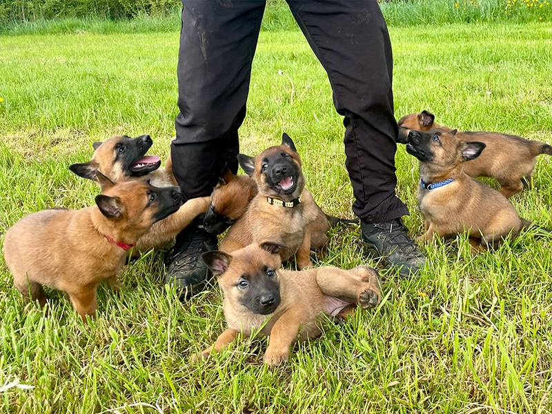 Elevage Malinois