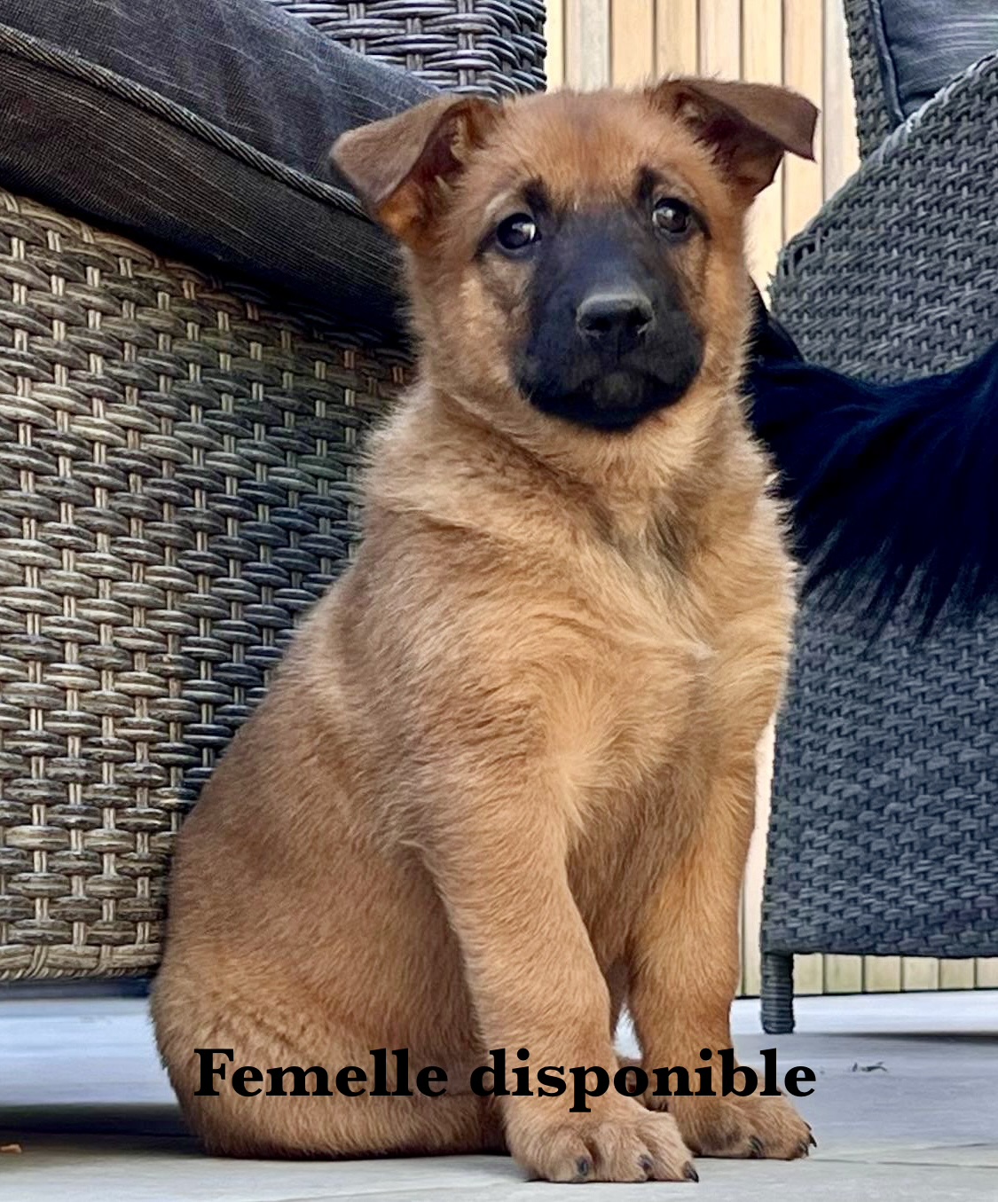 Chiots disponibles