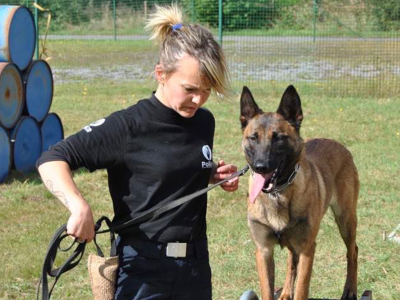 Cours d'éducation canine