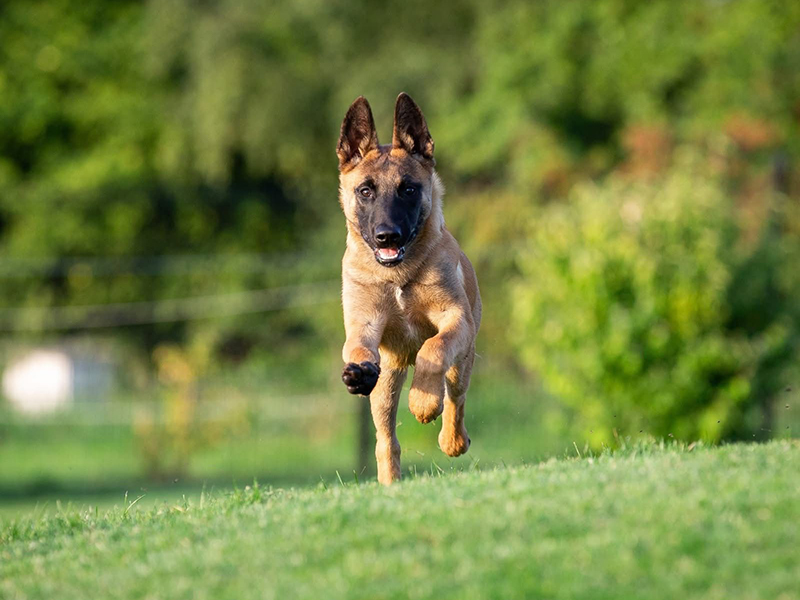 Notre élevage de Bergers belges : Des Terres Harry’d